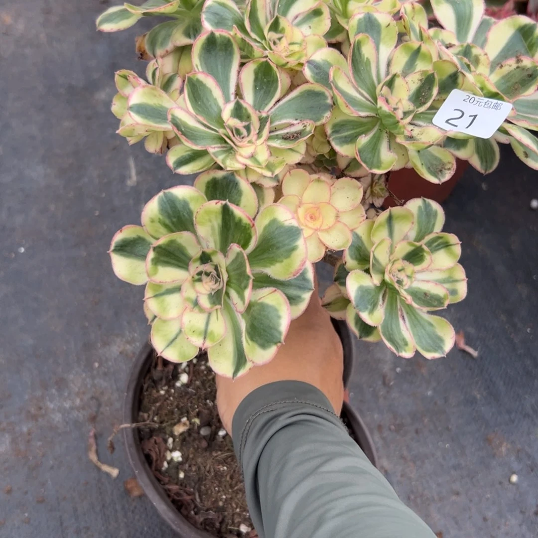 21燕子多肉植物系