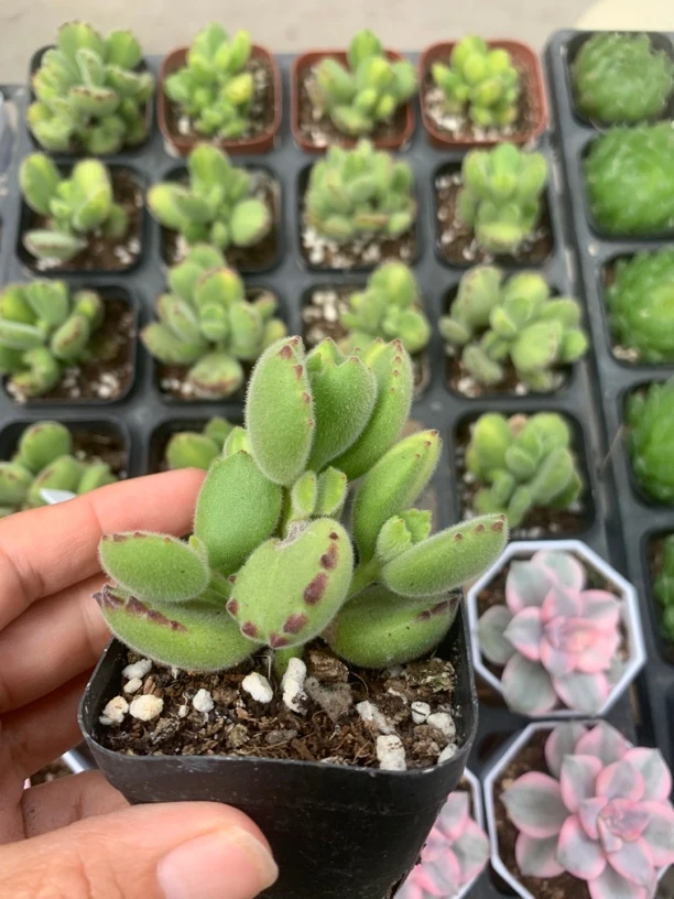 精品黄熊多肉植物
