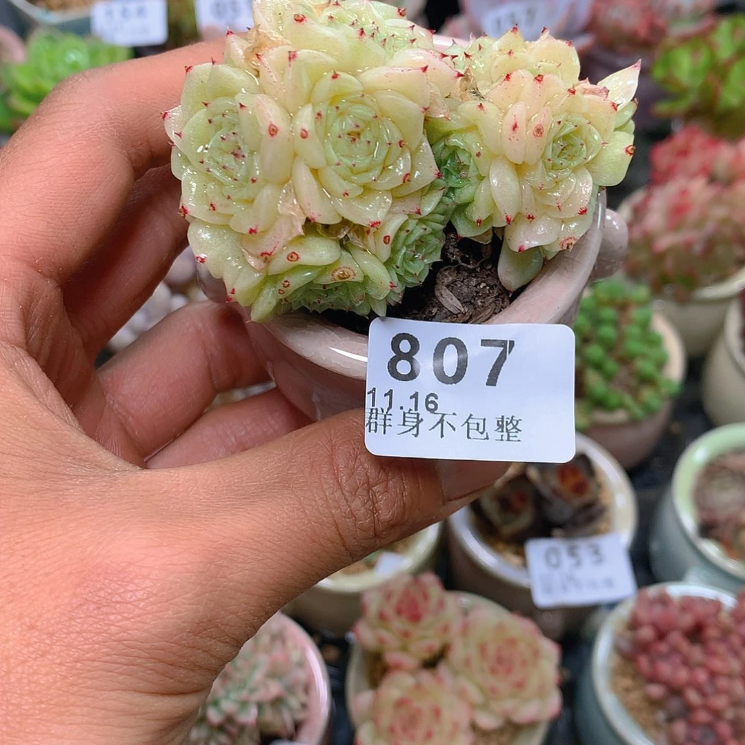 精控拇指盆11.16807