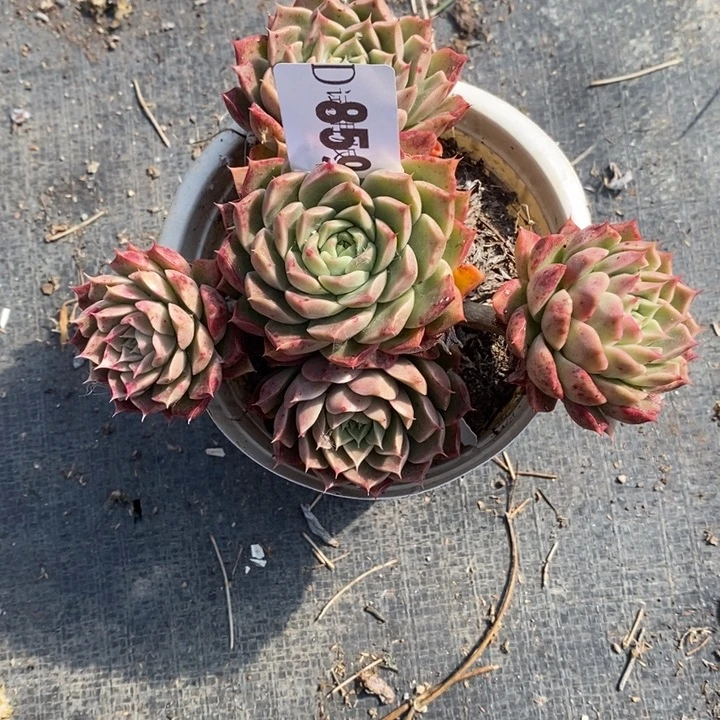 ****࿐859冬云杂多肉植物