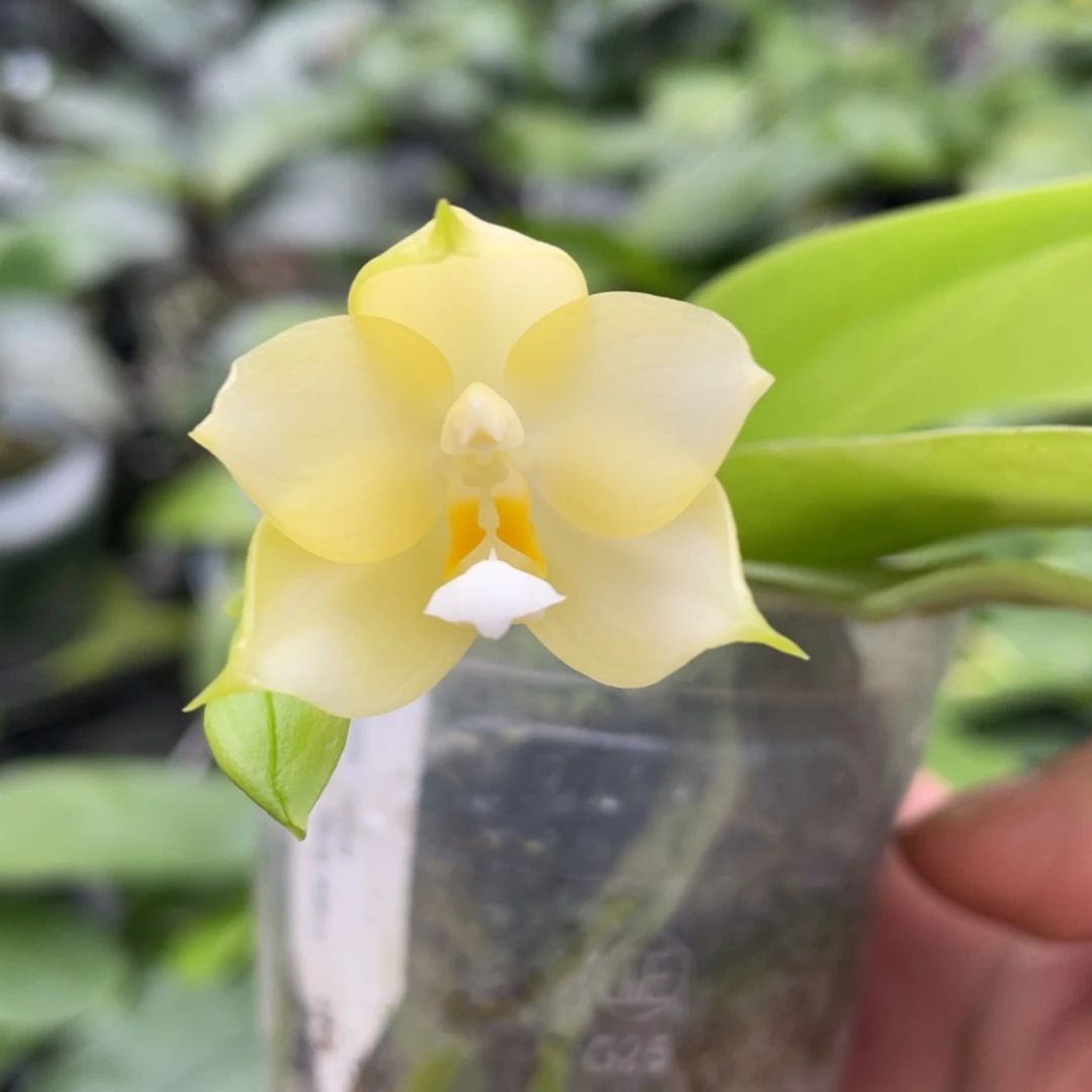 大部分开放少量花苞