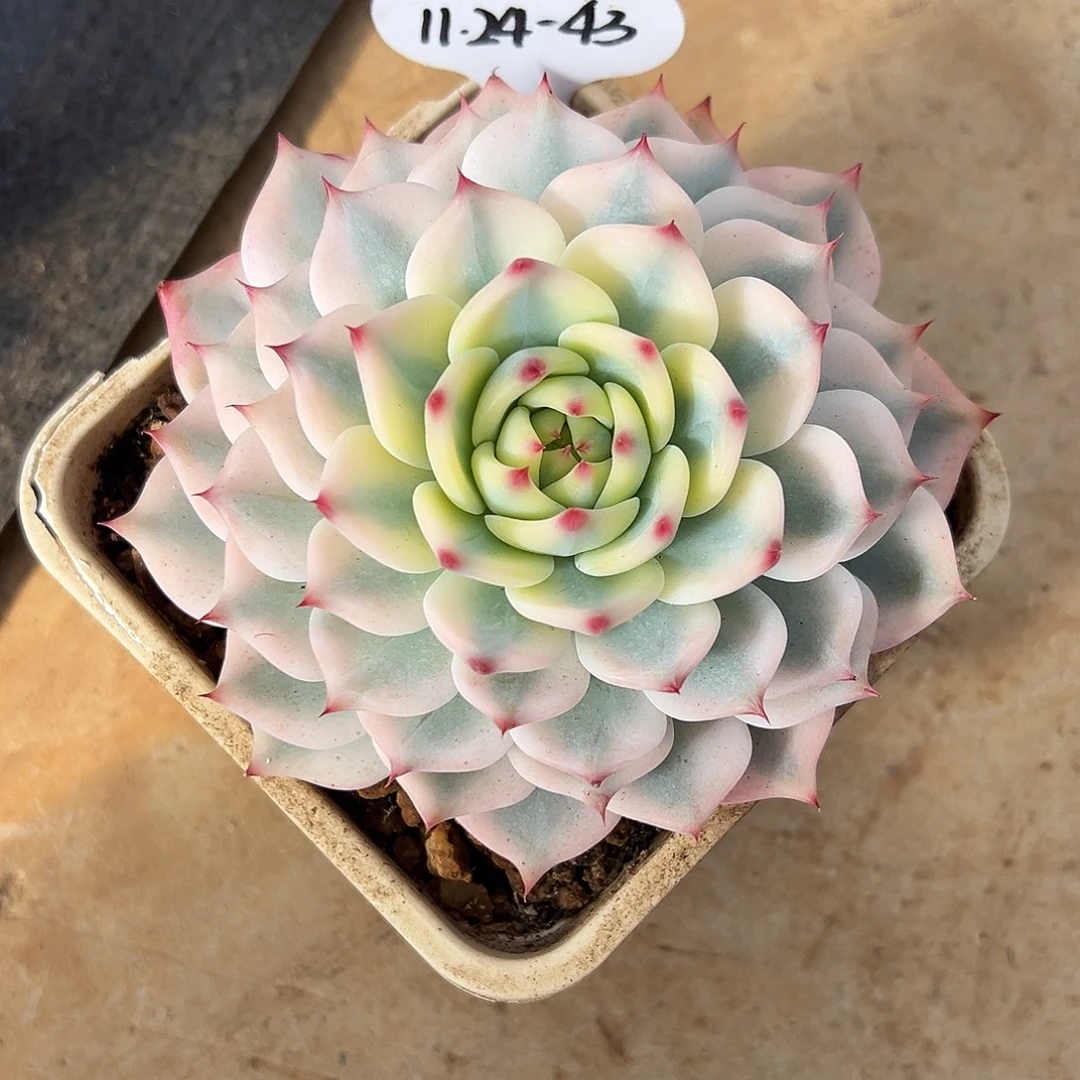 龙***️1124-43吉娃娃锦。