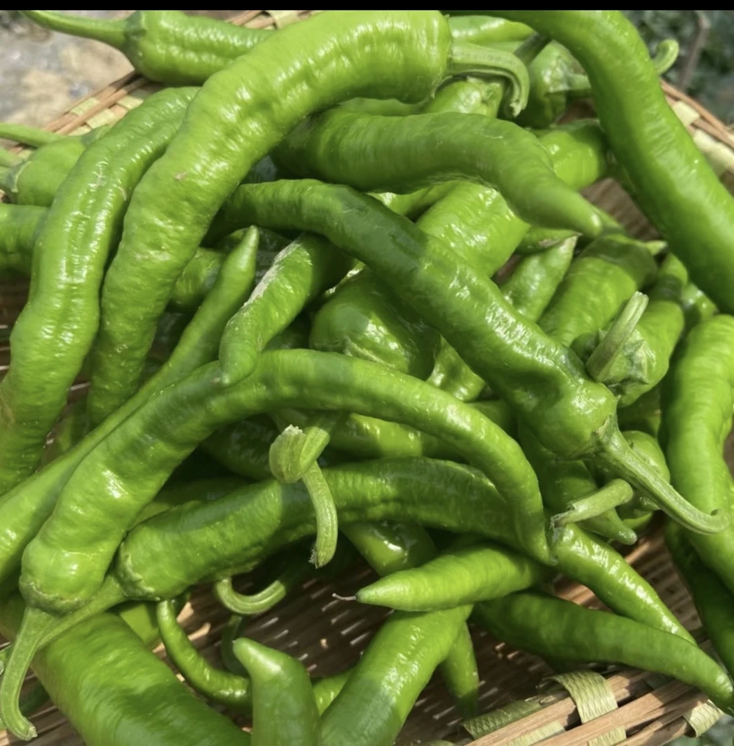 湖南辣椒 湖南本地薄皮辣椒 本地土辣椒 现摘现发