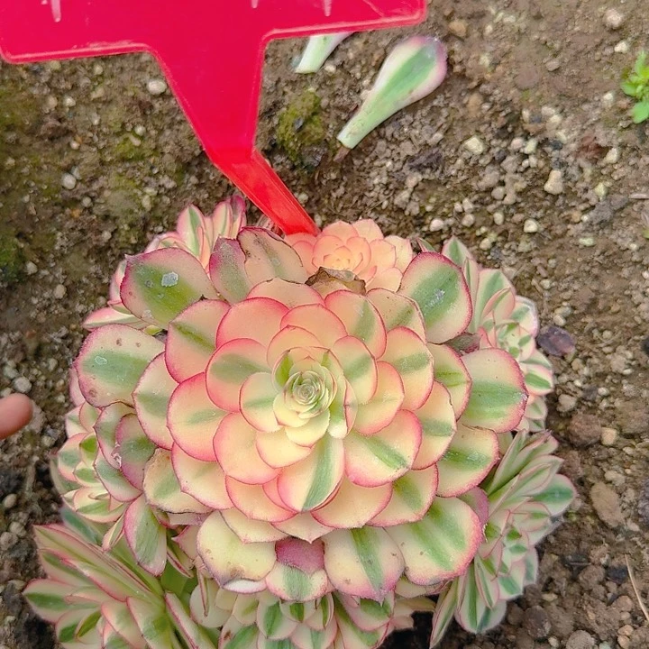 1-11倾城多肉法师