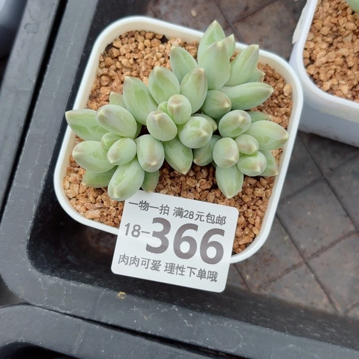 松果美人无盆土发货多肉多肉无盆土
