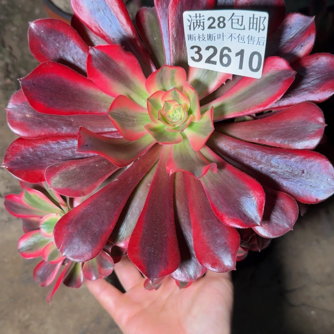 32610美杜莎不包断枝