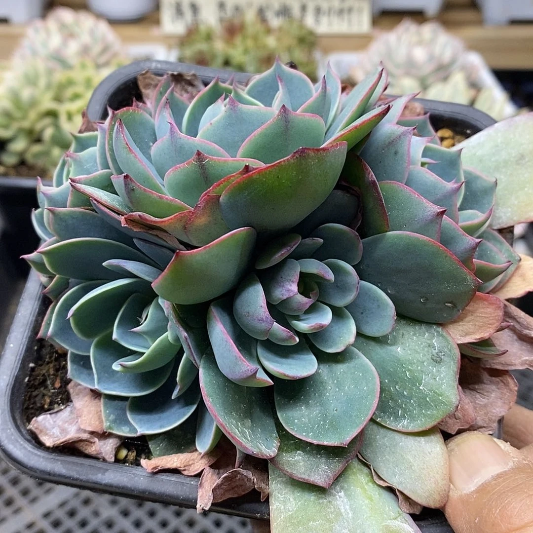 1807 阿美星 5 头