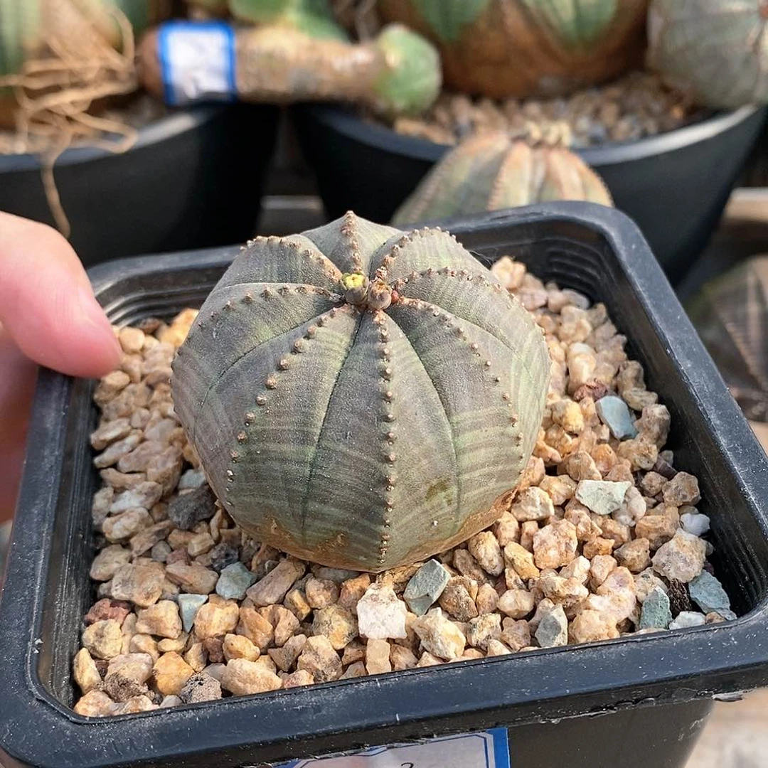 欧系实生布纹球多肉植物