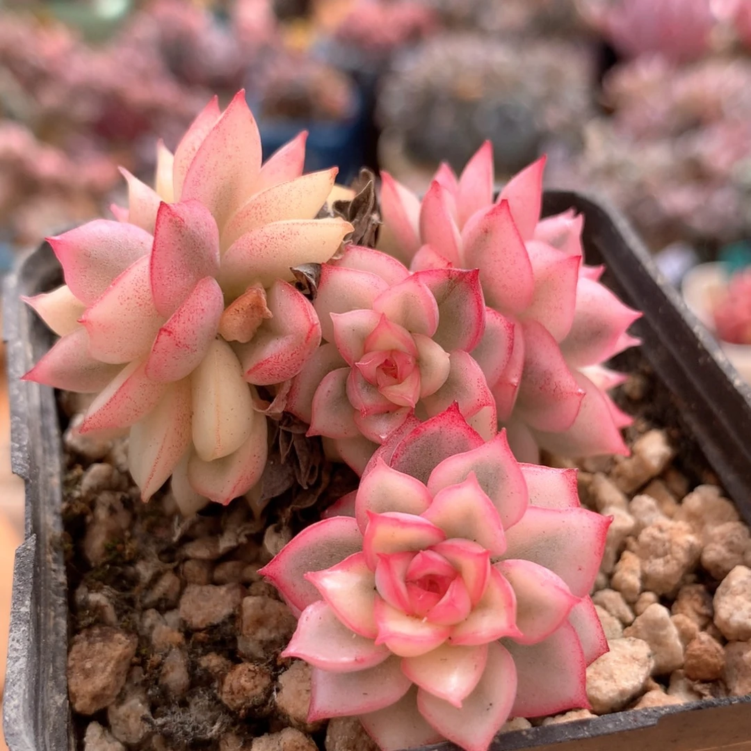 女雏锦一物一拍 004