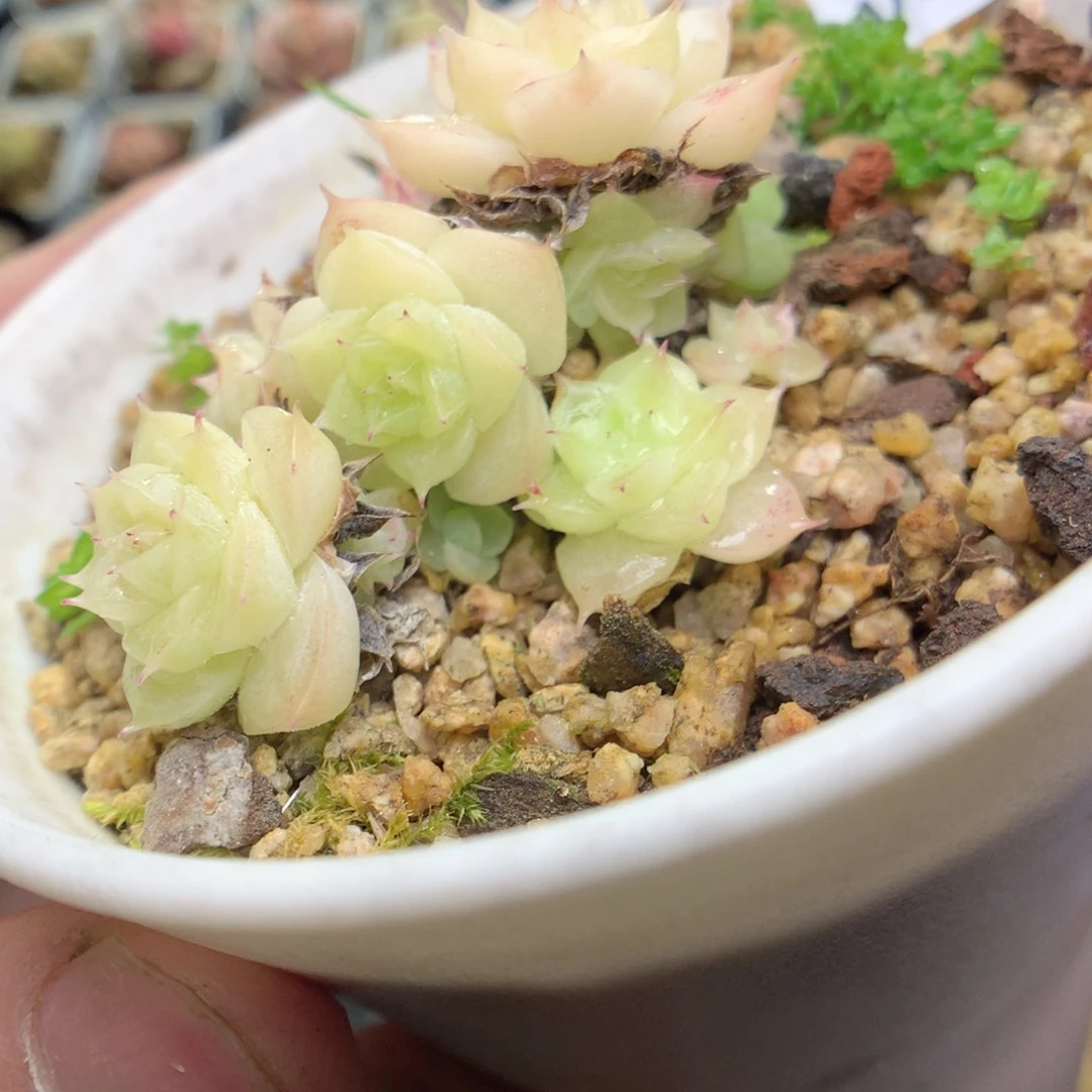 W117y y y y y y y y y y y