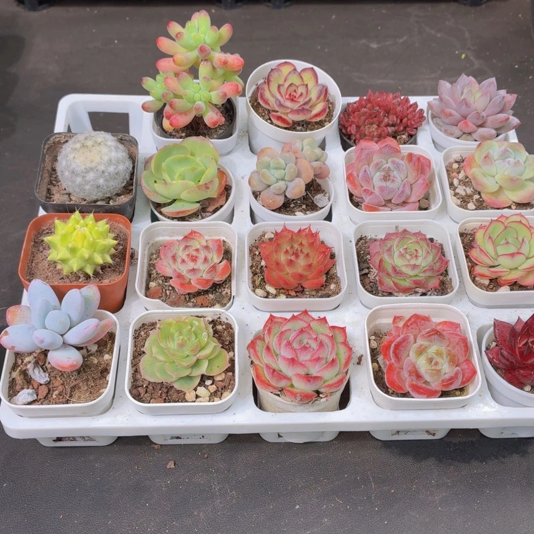 是***✧银蝶多肉9.9包邮发货