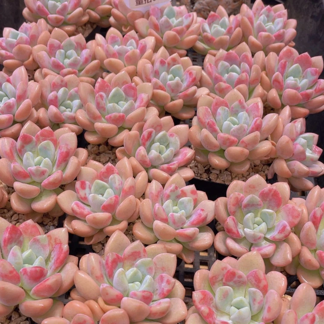 量拍6号 白鹭花斑鹭老桩大双头一个