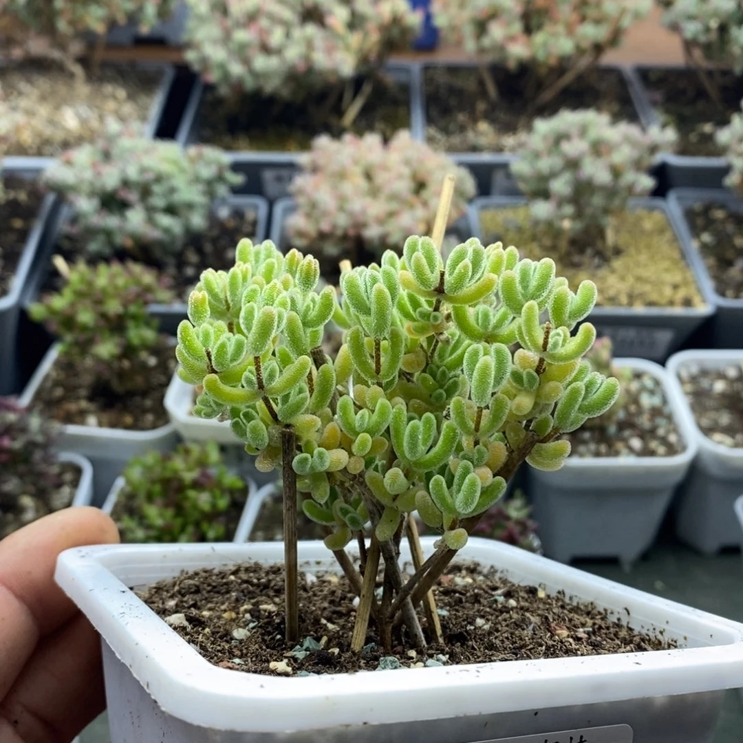 2189冰晶杂橙叶枝干