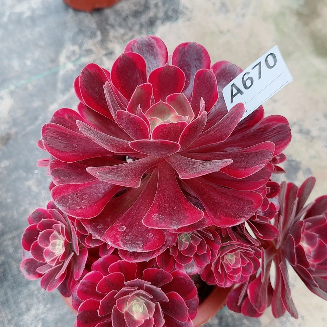 岩***凤冠多肉法师aa670