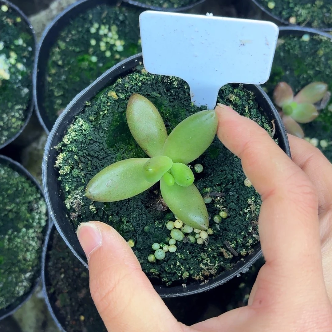 朵唯霏999999999999999