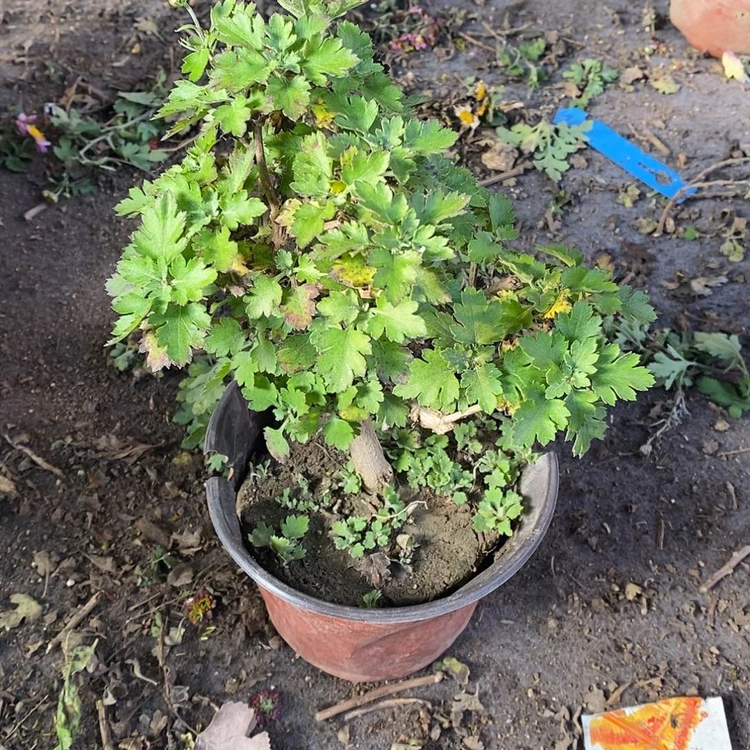 一***雨完全开放盆景菊花菊花