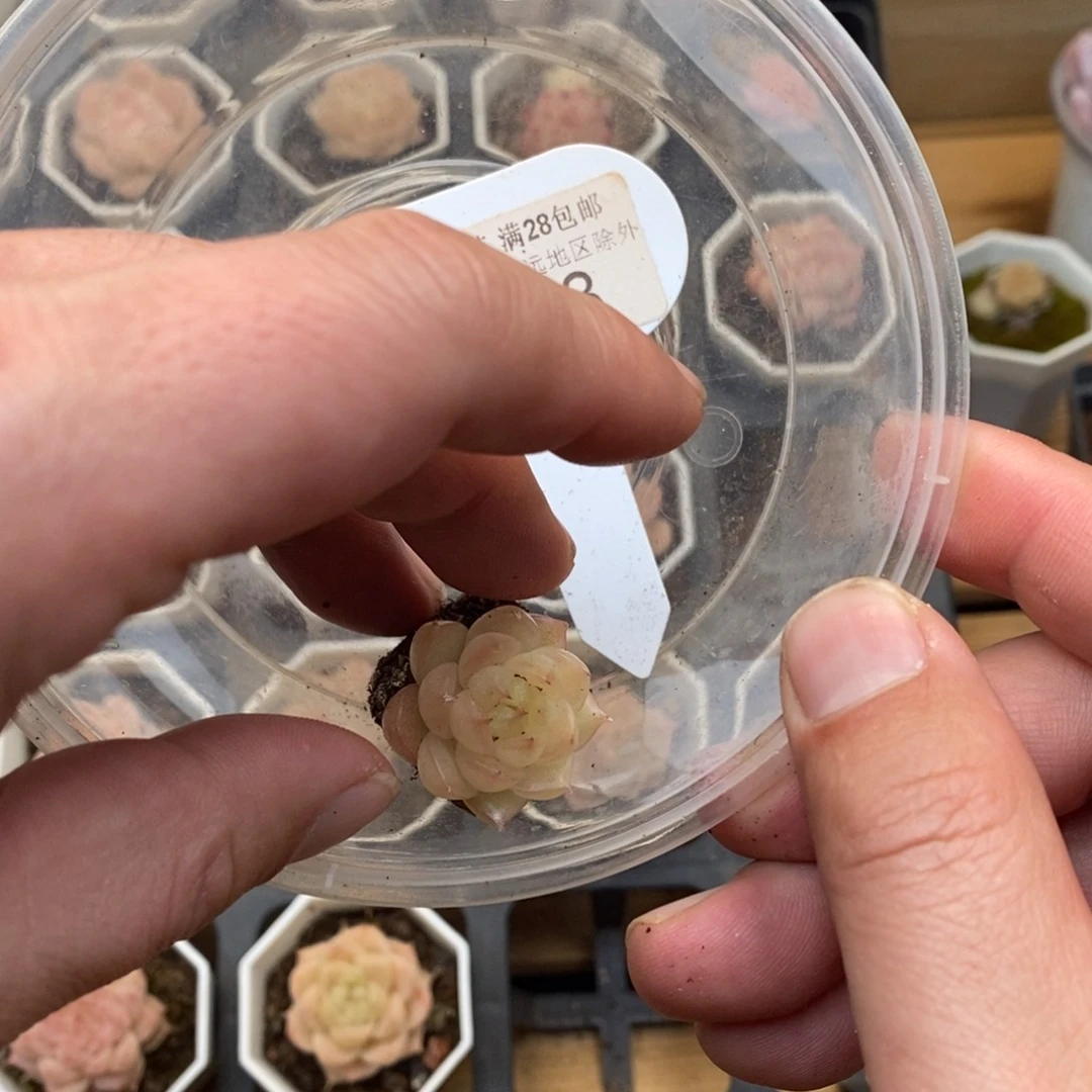 用****80543 麦秆单头 2cm