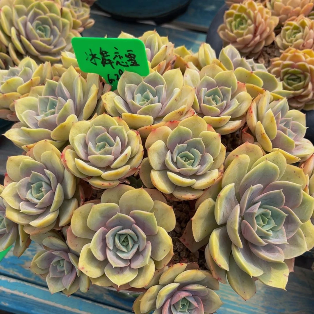 一物一拍多肉植物