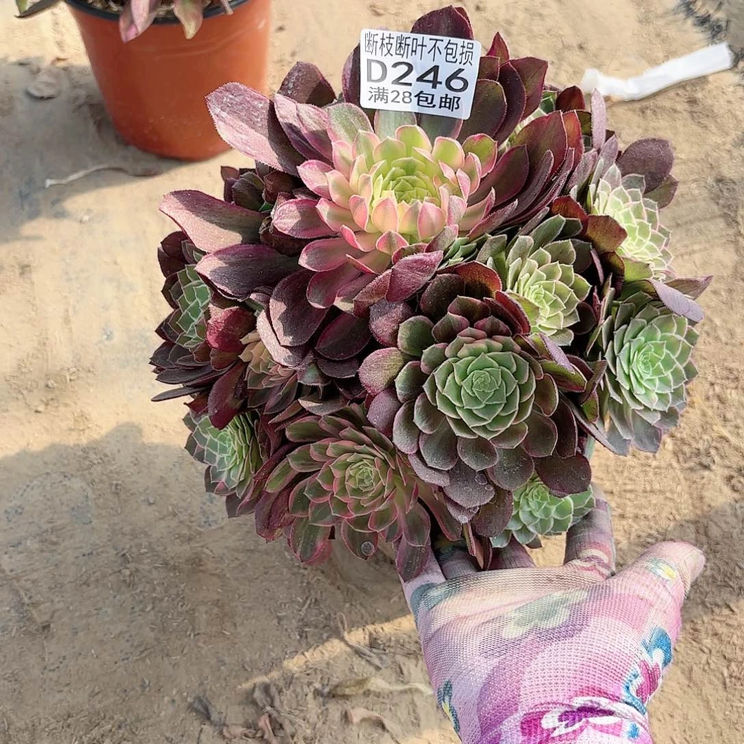 P. 246万花筒多肉111111