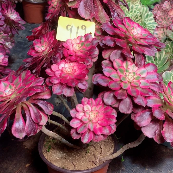 919香奈儿多肉111111