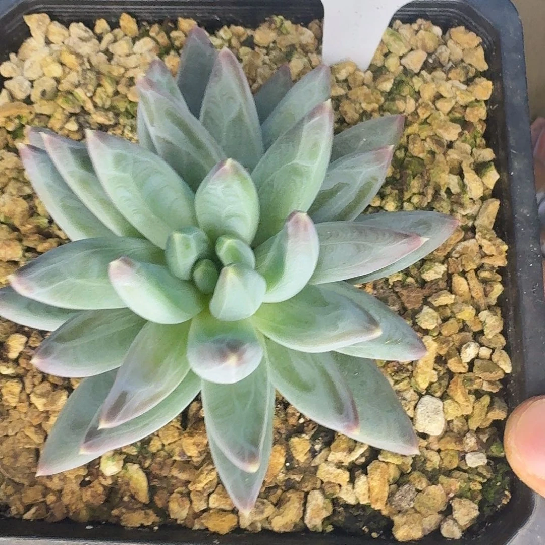 云南多肉小栈雪戴利901