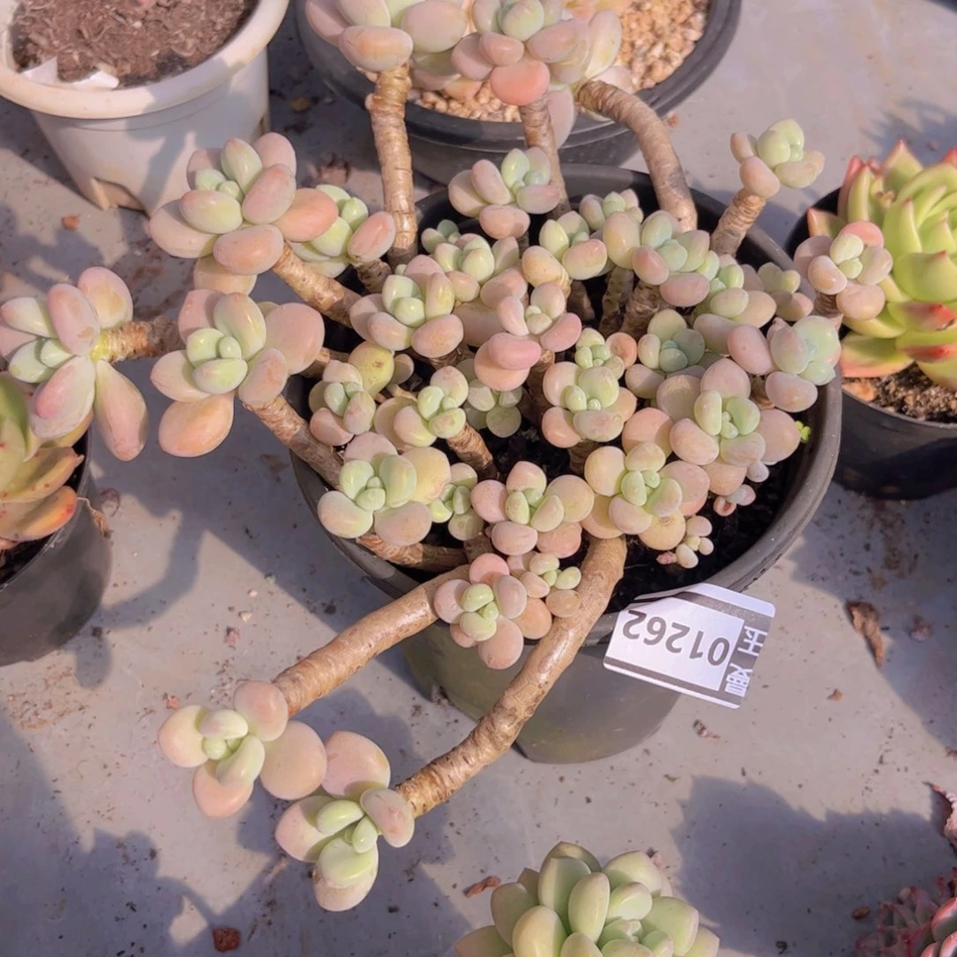 香水洛神01262多肉植物