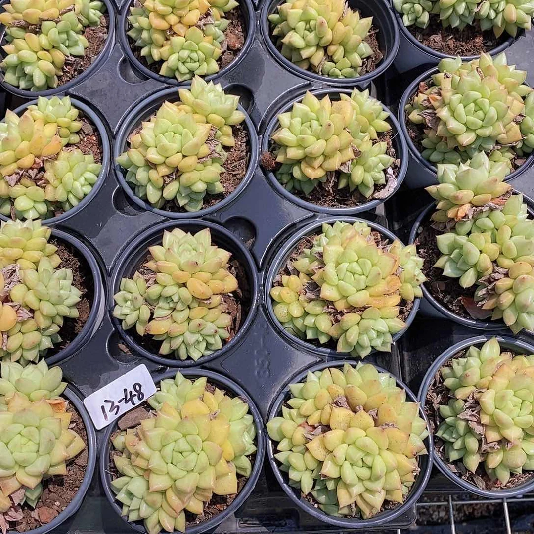 13-48-福利象牙群微瑕一颗量拍