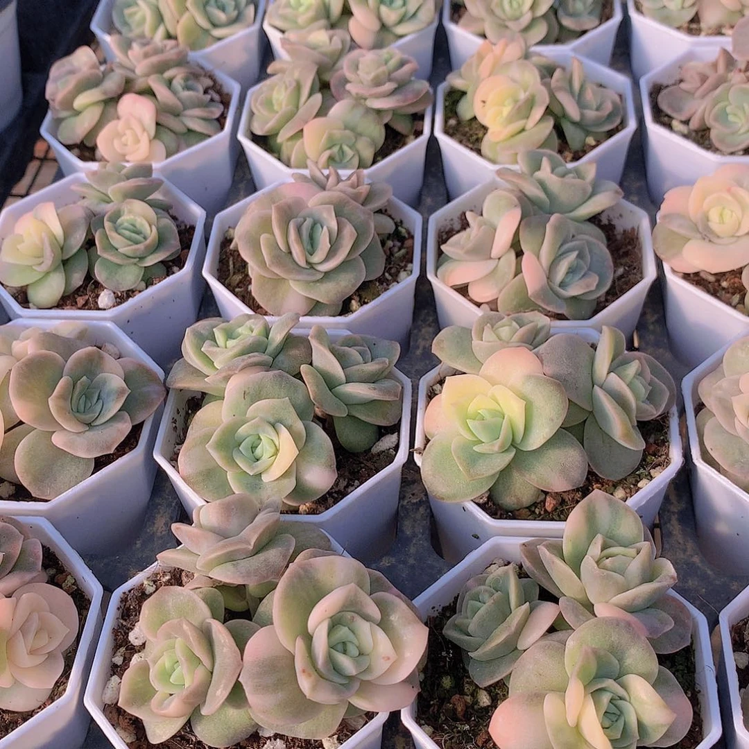 三头可爱玫瑰锦45577889999