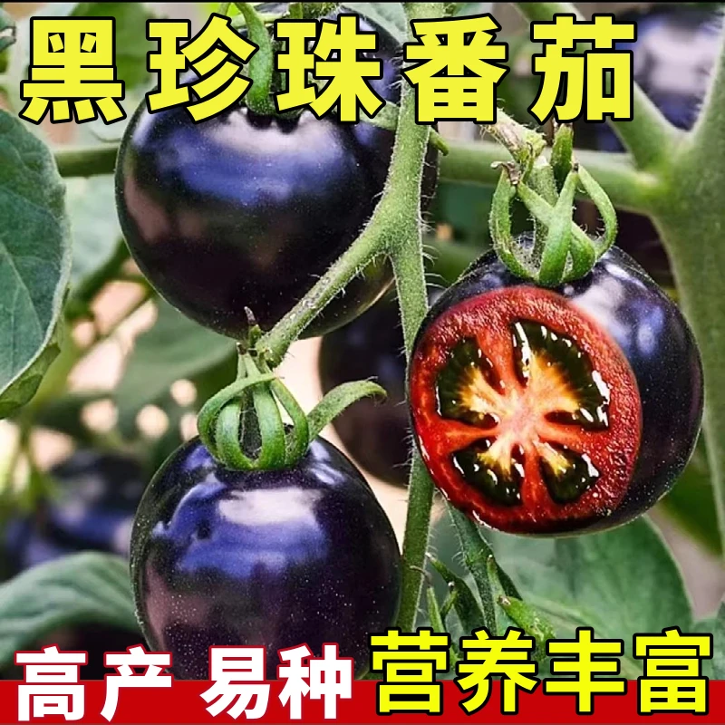 【满5包包邮】黑番茄种子紫黑西红柿种子黑柿子种籽黑春季瓜果种籽