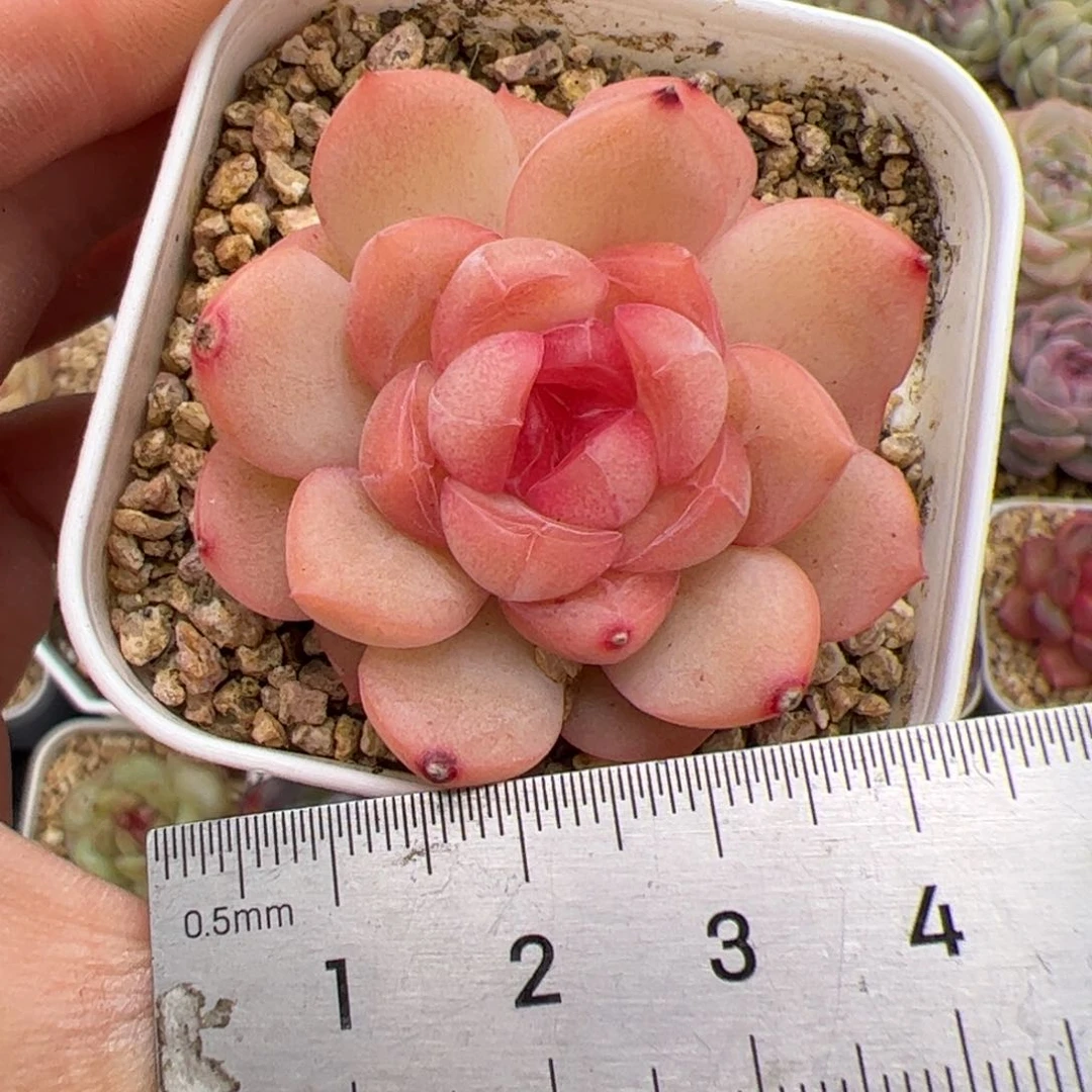 752 多肉植物组合盆栽