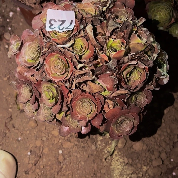 723魅金多肉植物不售后