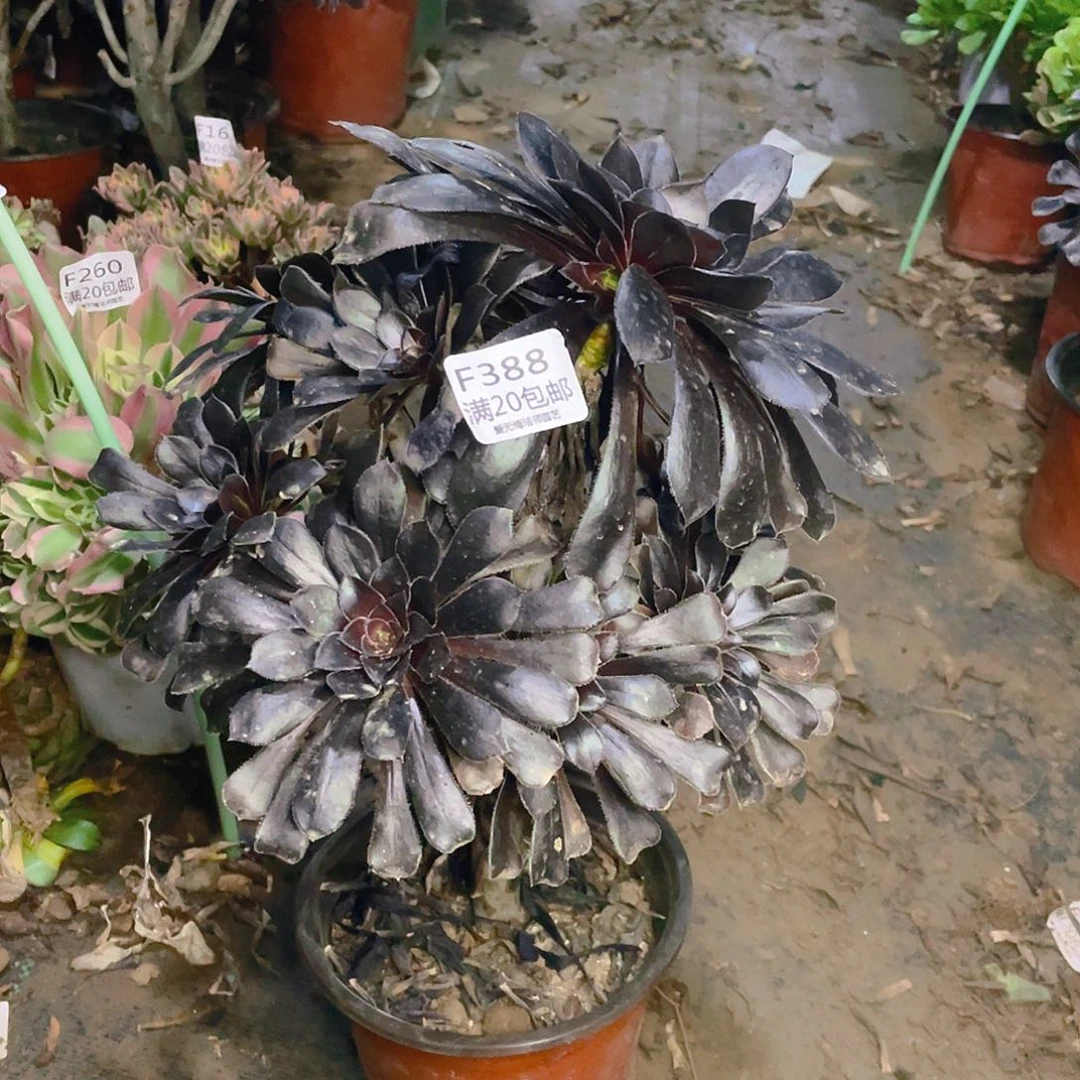 388墨法师巧克力多肉