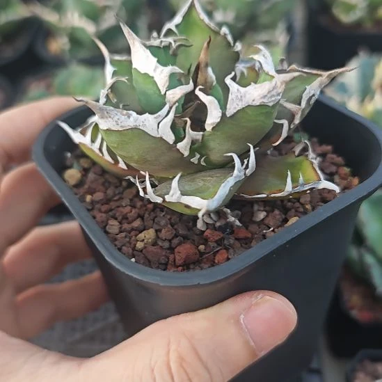 红猫仁王冠龙舌兰