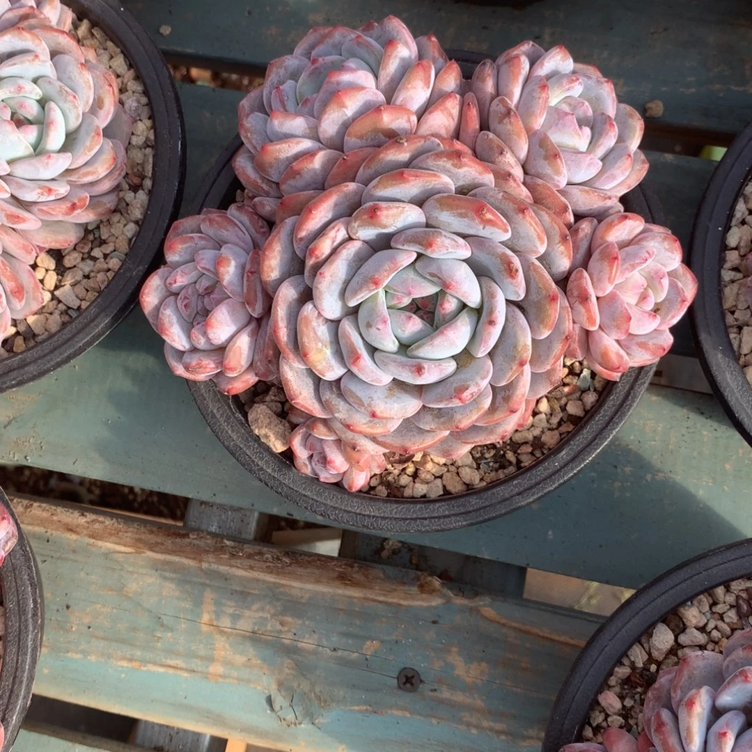 无花朵哈哈哈哈哈哈哈哈哈31