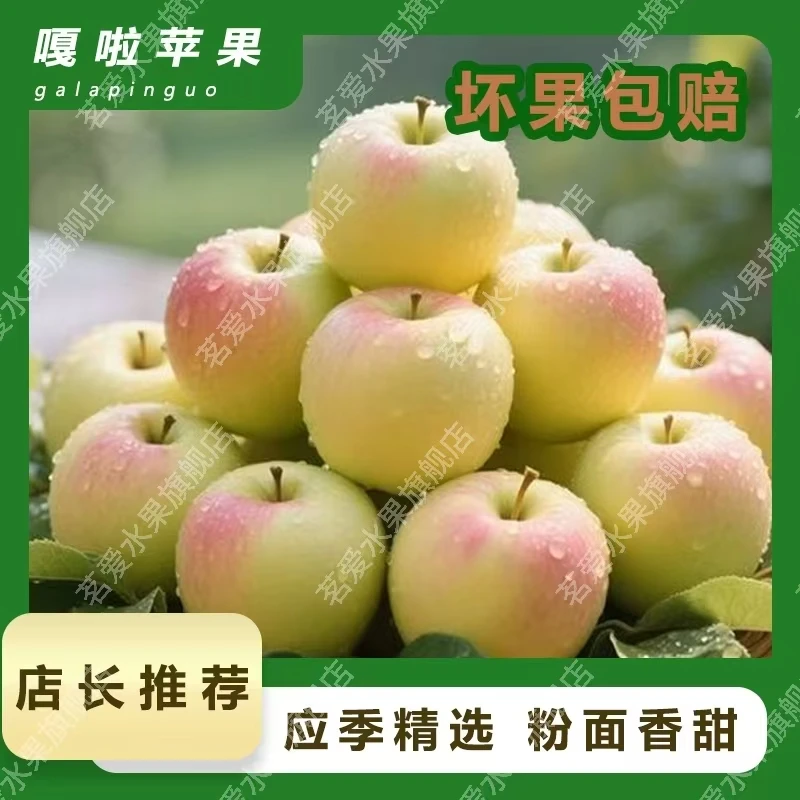 头茬青红嘎啦苹果酸甜多汁新鲜现摘应季水果带箱5斤