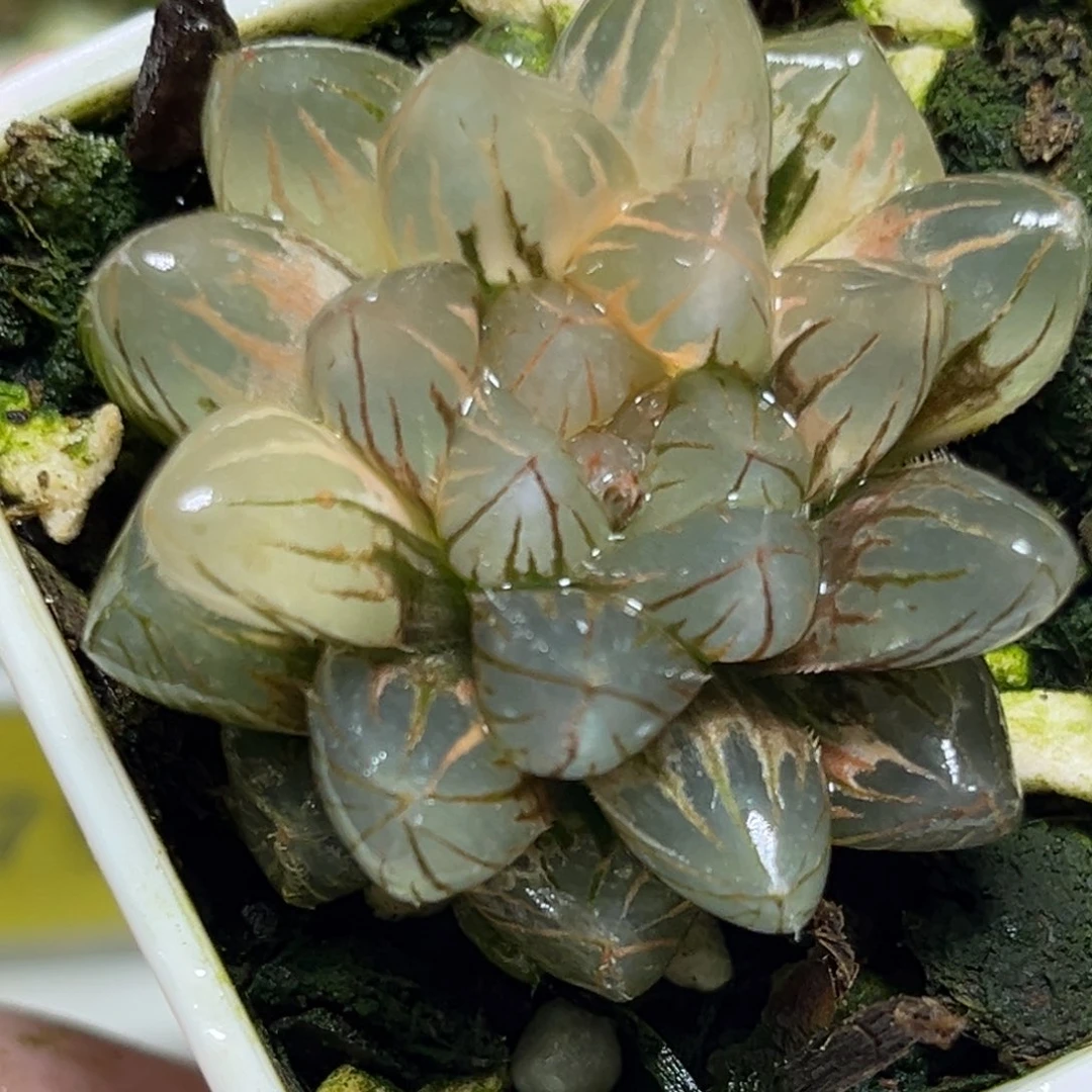 十二卷多肉植物1789霓虹灯