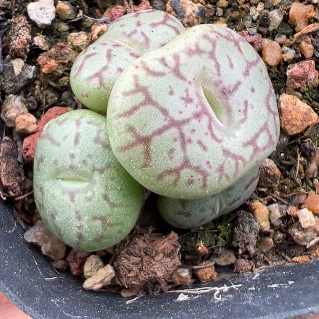 11.10好看的多肉脱土发货034