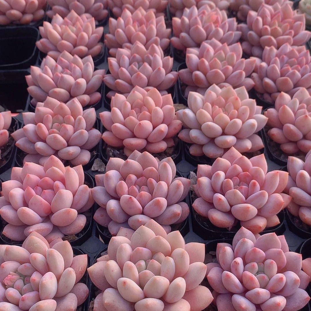 半夏234567899000000