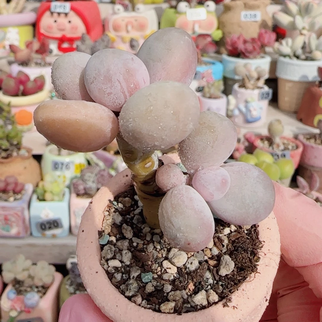 双头蛋黄奶 盆口4cm