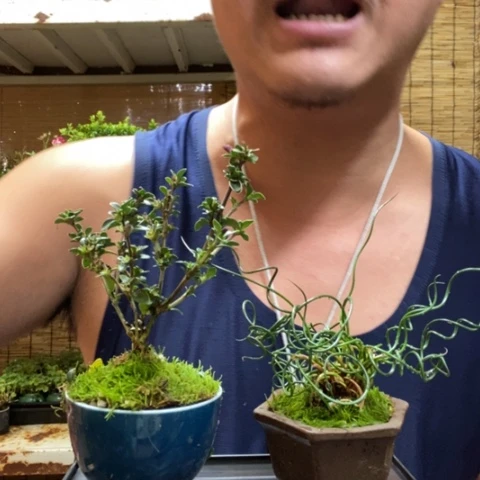 红陶一物一拍所见即所得33