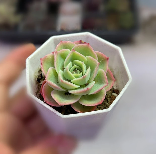 （满9.9元包邮）带盆哈密瓜多肉植物4厘米左右