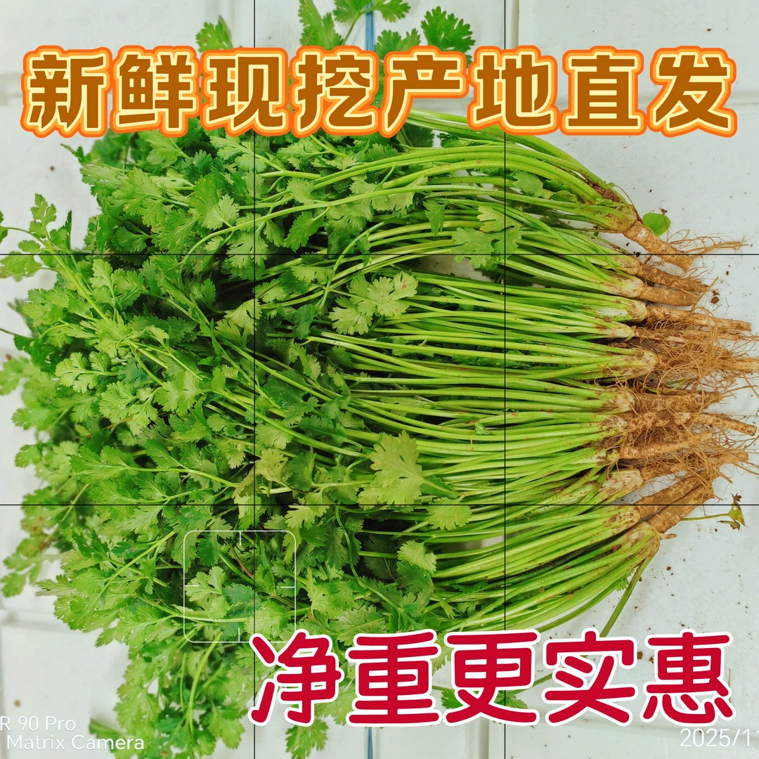 【主打新鲜】新鲜香菜现挖发货山东当季芫荽香菜新鲜带土涮火锅农家
