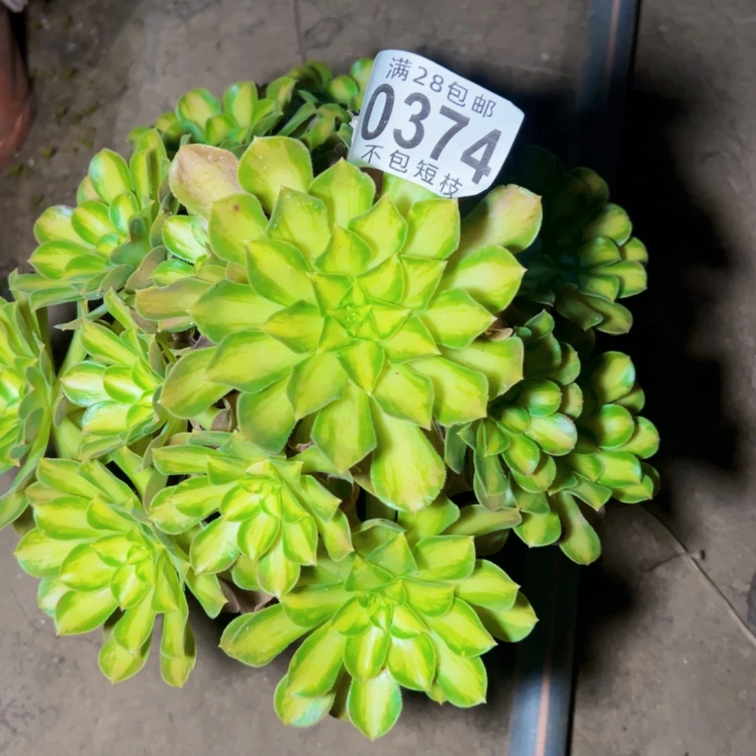 韶华多肉植物法师0374
