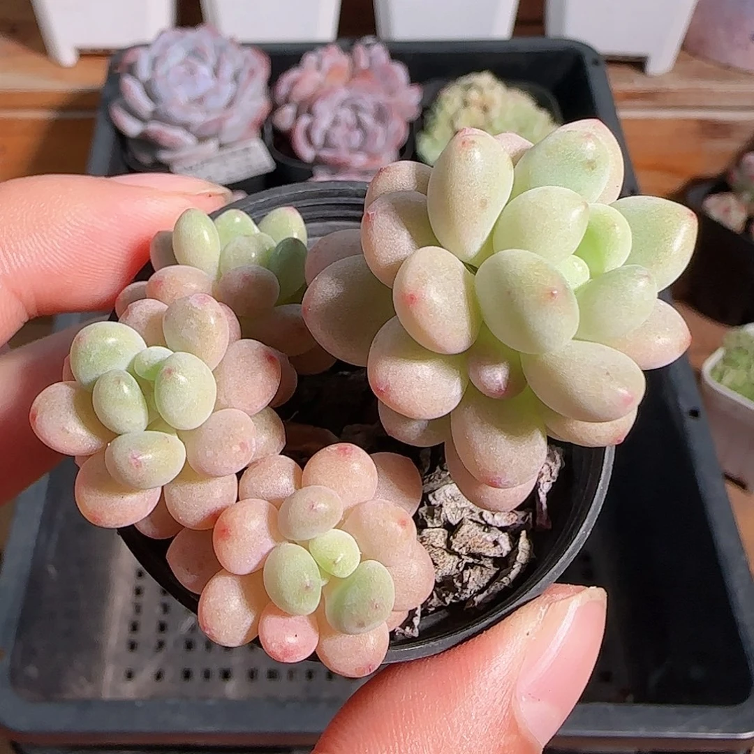 1106--162鱼子酱小老桩