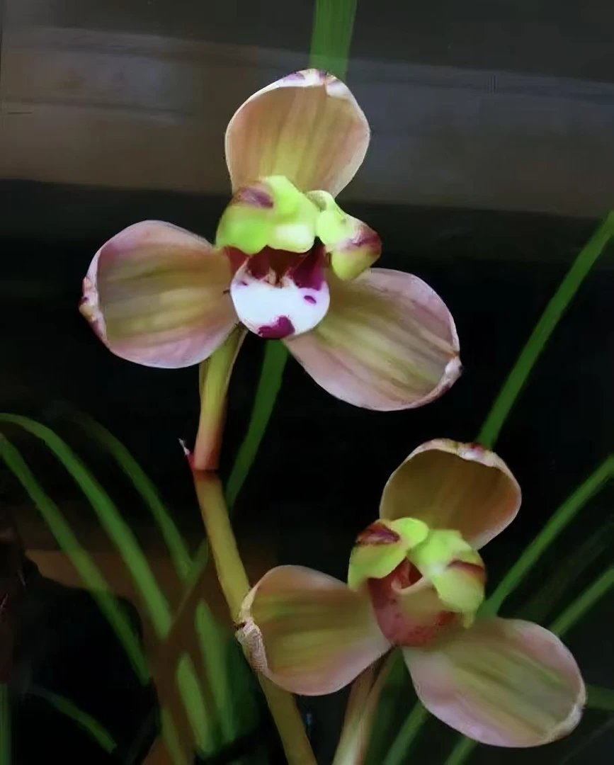 优兰精选——【滇梅】 莲瓣兰名品  带花苞 非一物一拍链接