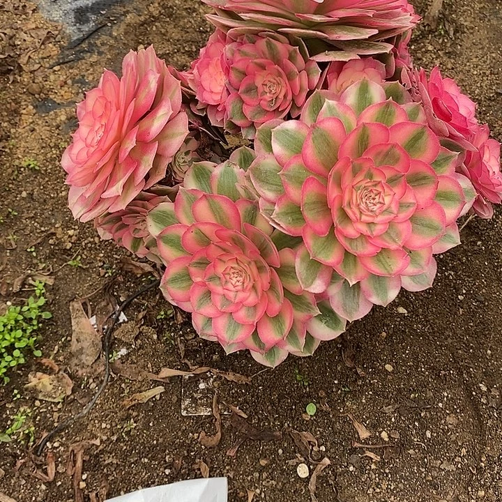 多肉植物倾城892多头