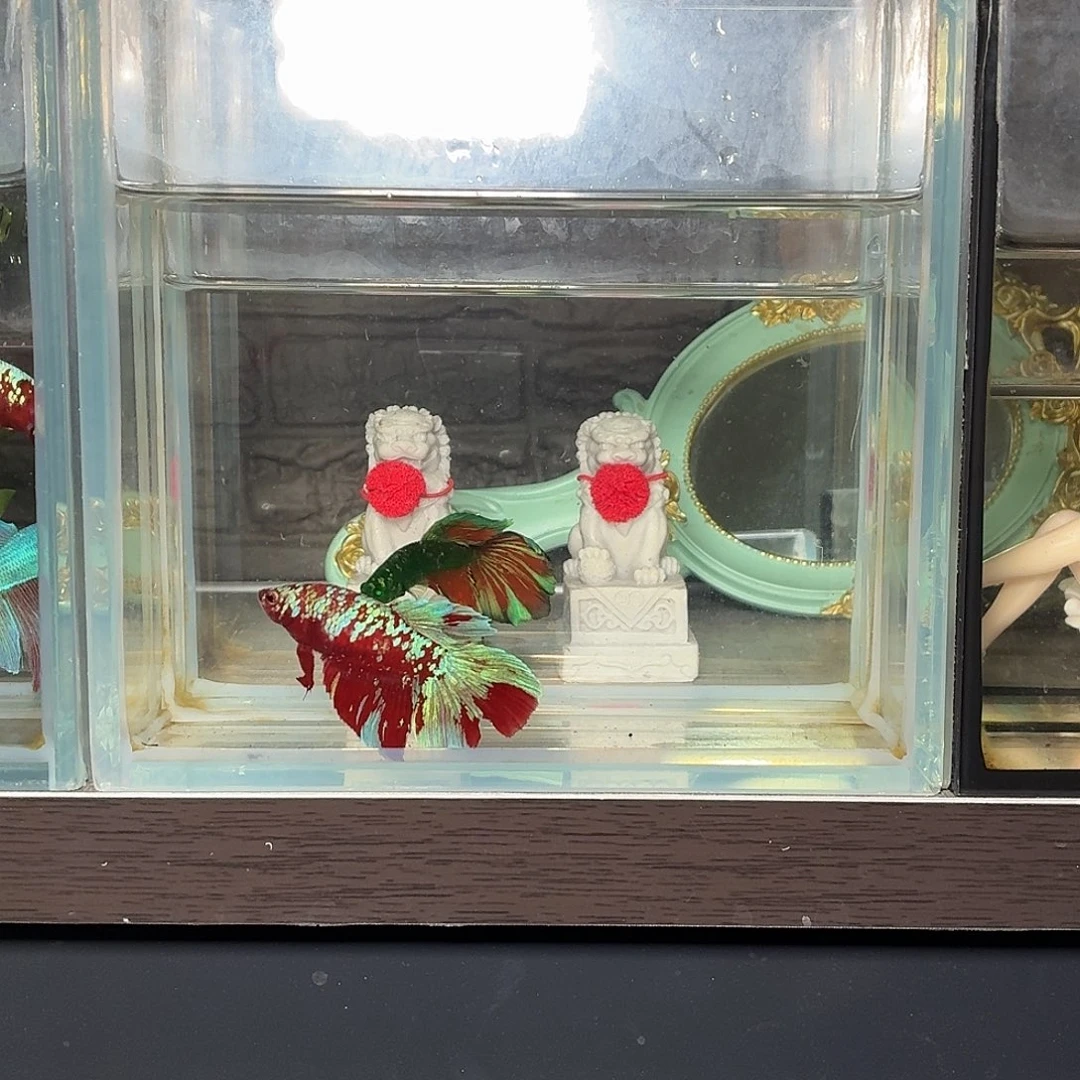 斗鱼彩金半月母鱼