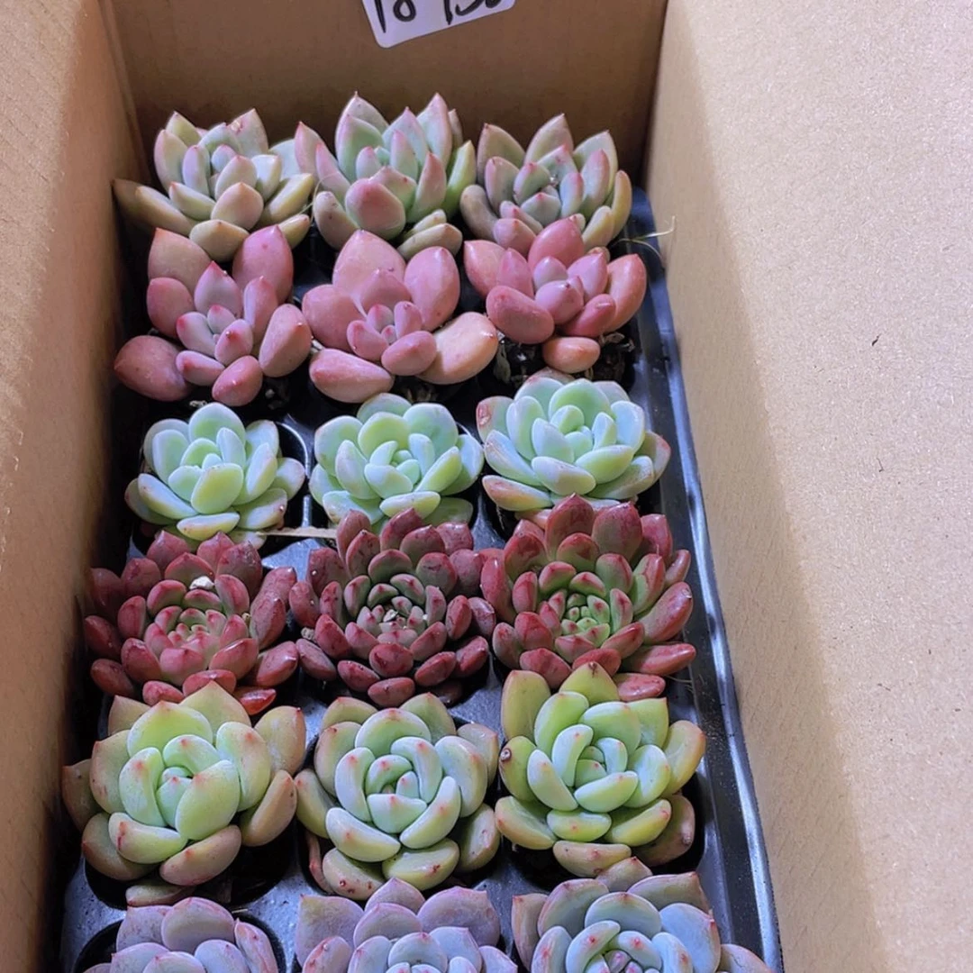 【闪购商品】【量拍】18颗-156