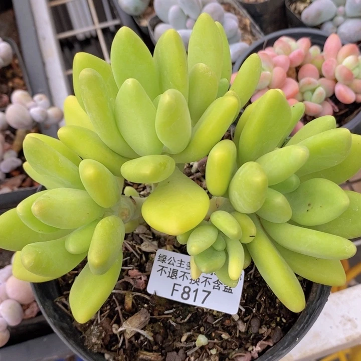 芒果奶14cm817多肉植物