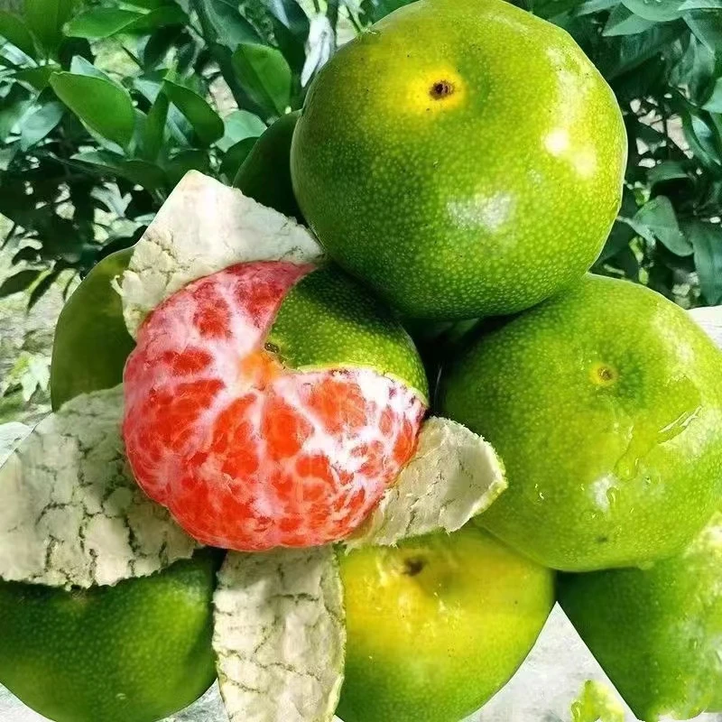 桔子树果苗青皮蜜桔南北方种植庭院盆栽地栽嫁接柑橘蜜桔当年结果